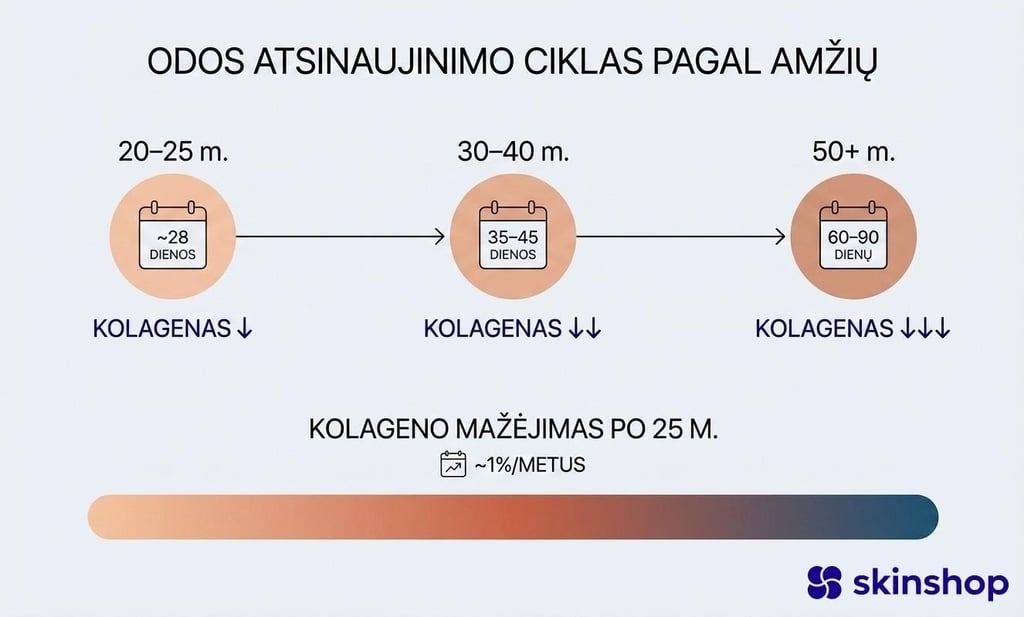 Odos atsinaujinimo ciklo trukmė pagal amžių – infografika rodanti 28, 35–45 ir 60–90 dienų ciklus
