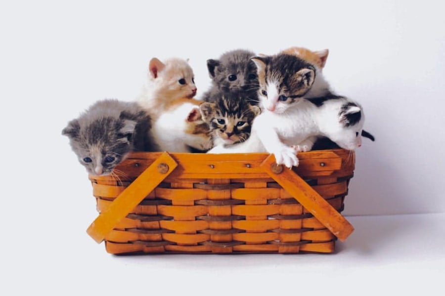 Encore des chatons tellement mignons