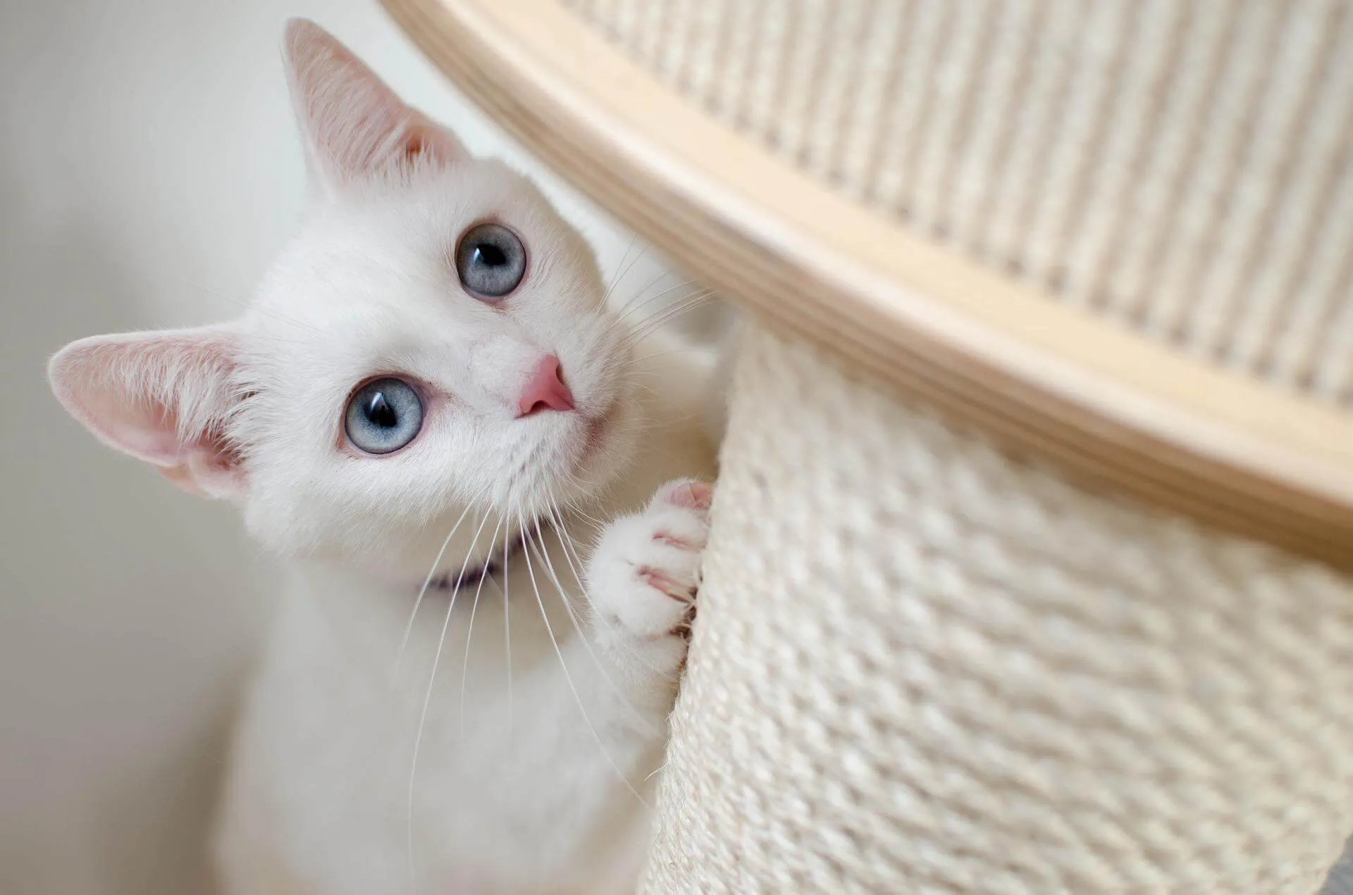 叮咚News｜分享新奇與樂趣 - 圖1貓抓板是養貓必備 圖片來源：pixabay