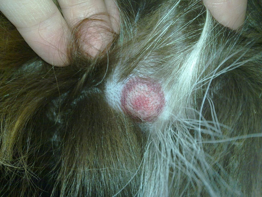 圖2，狗狗皮膚病
