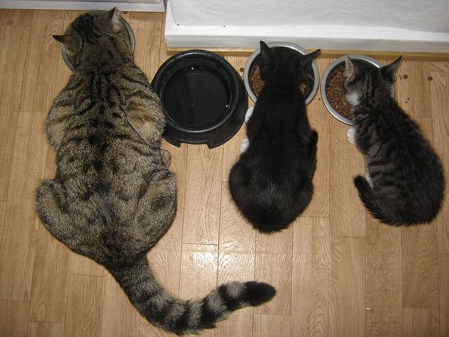叮咚News｜分享新奇與樂趣 - 圖3貓咪吃飯時間