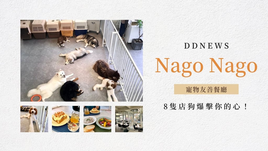 8隻店狗爆擊你的心！隱藏在台中小巷內的Nago Nago-寵物友善餐廳