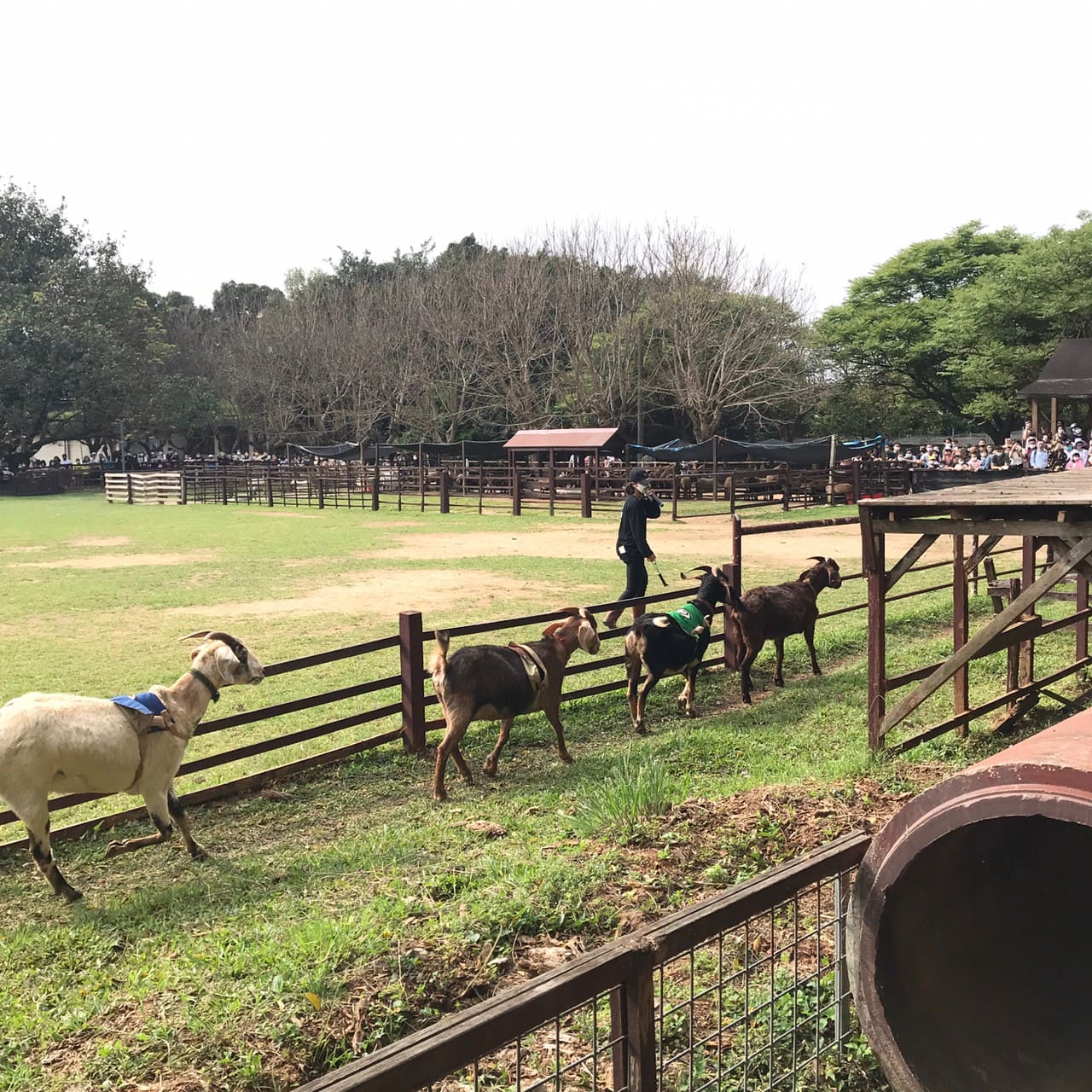 賽福羊，押寶箱