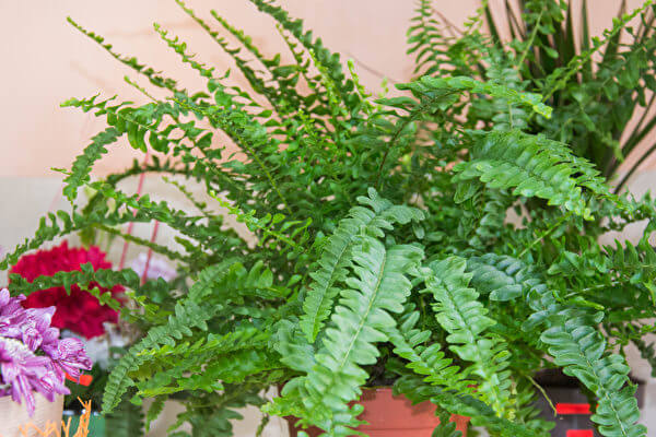 叮咚News｜分享新奇與樂趣 - 鐵線蕨 Southern Maidenhair Fern