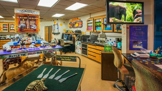 Play games to learn more about animals and conservation at Conservation Station at Disney's Animal Kingdom park