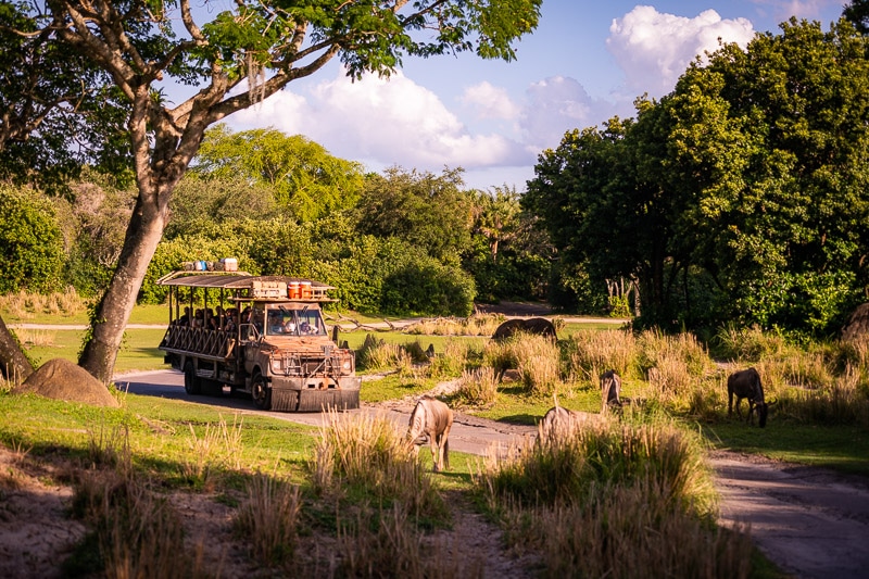 Kilimanjaro Safaris in Disney’s Animal Kingdom 