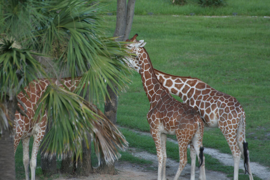 Giraffes at Sunset Savannah