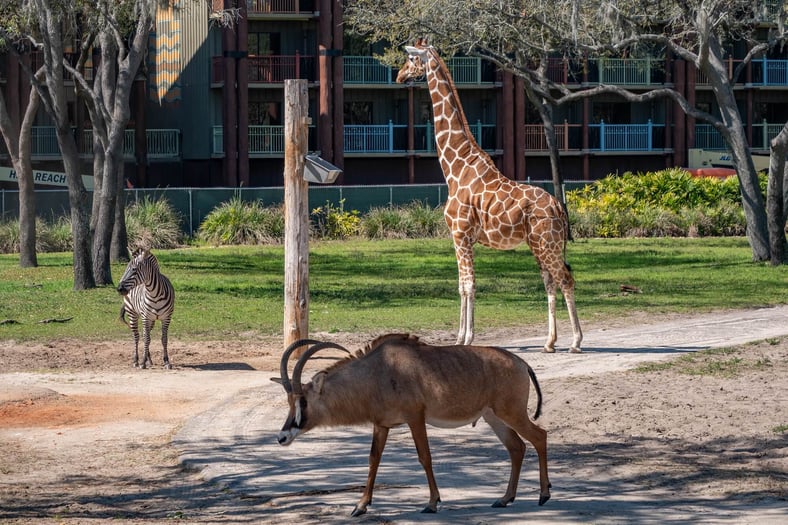 Residents at Disney's Animal Kingdom Villas