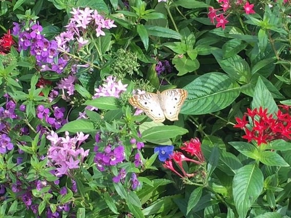 Disney's Epcot Flower and Garden Festival