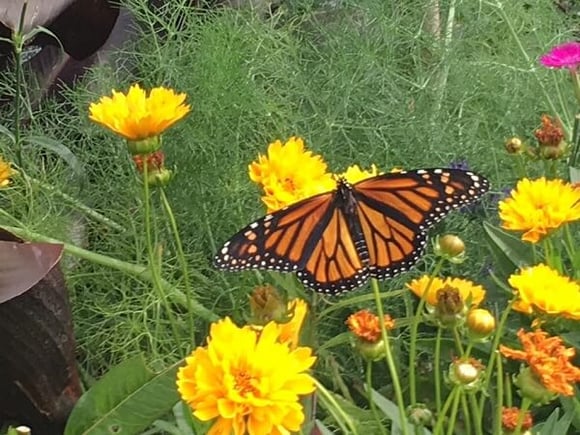 Disney's Epcot Flower and Garden Festival
