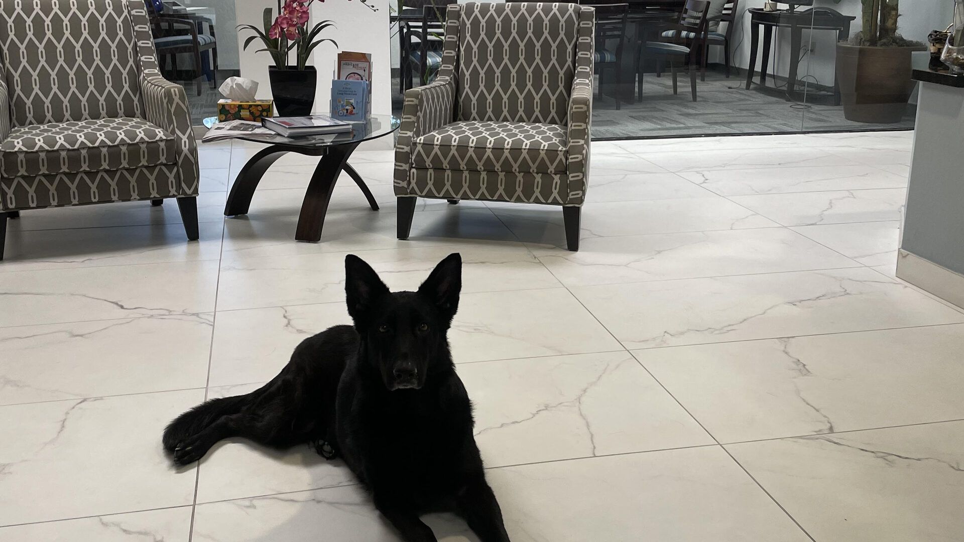 What Is a Pet Trust and How Does It Work in Arizona?