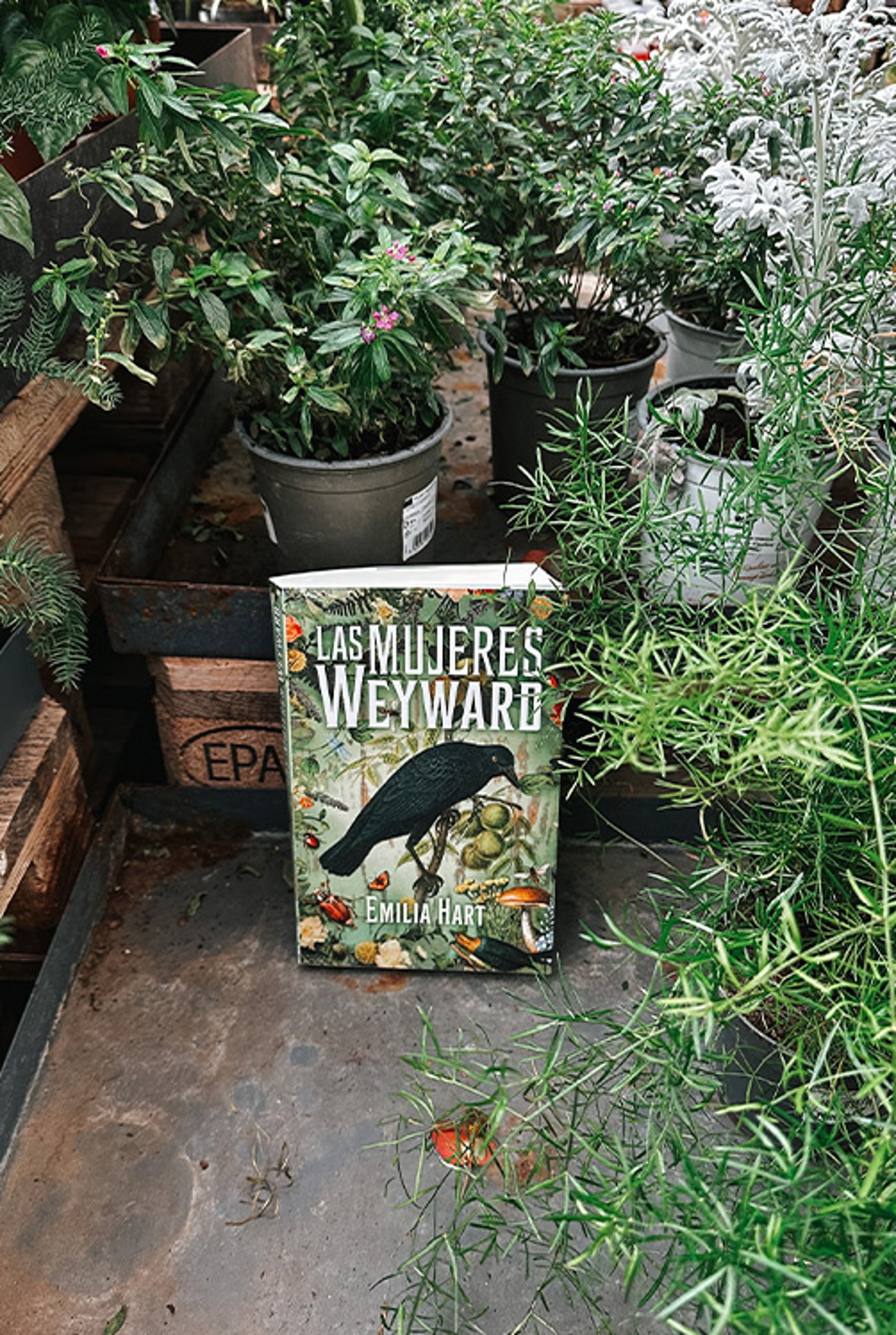 Imagen destacada - Descubriendo los secretos de Las Mujeres Weyward: una narrativa sinestésica de empoderamiento femenino