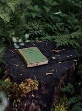 Iamgen de la entrada Los árboles en la literatura: símbolos de sabiduría, magia y memoria
