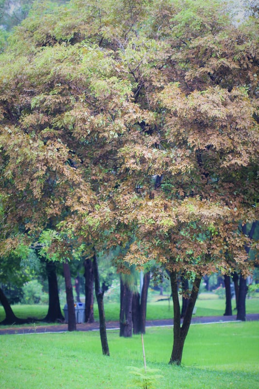 Rot Fai Park