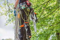 Thumbnail of STIHL MS 201 TCM 16" Chainsaw Action