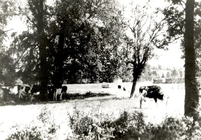 Park Farm