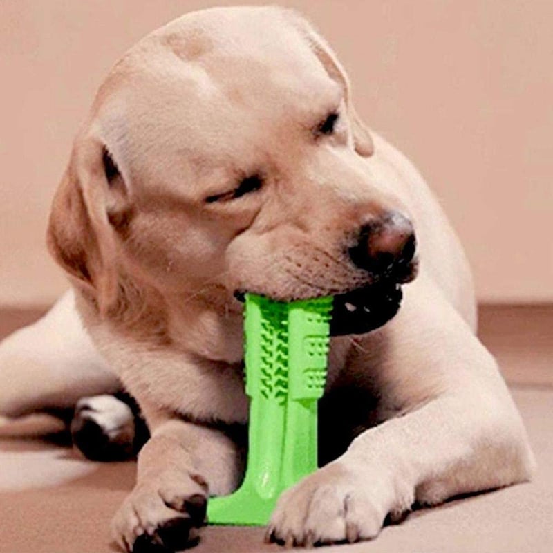 Brinquedo Pet Mordedor e Escova de Dente para Cães