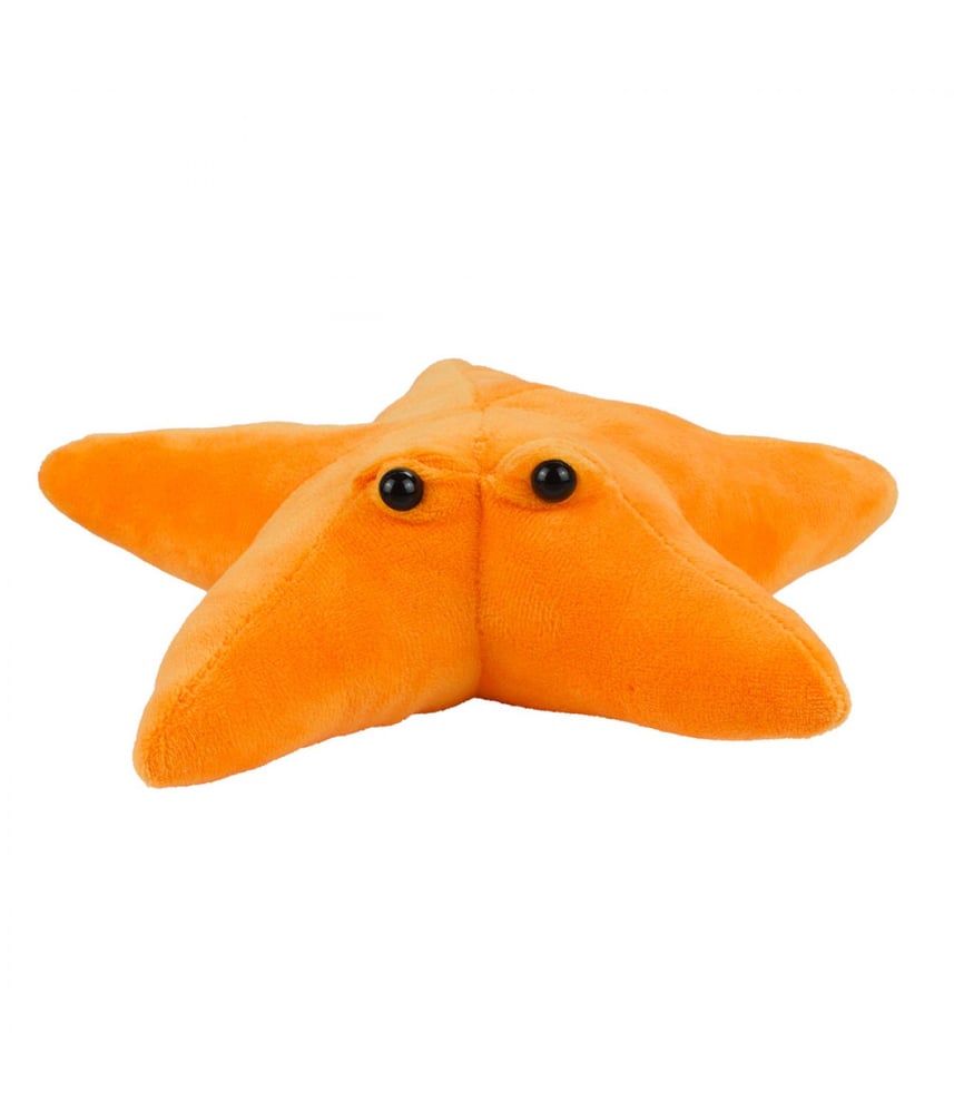 Estrela Do Mar De Pelúcia Laranja Com Olhos 23cm
