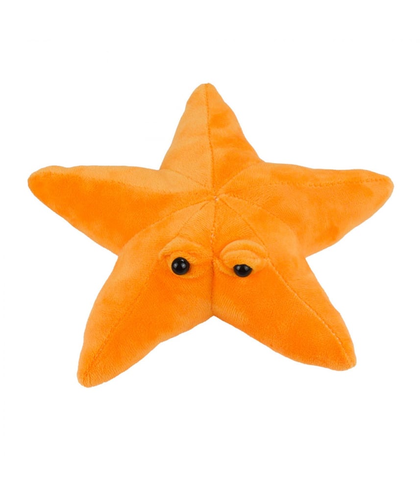 Estrela Do Mar De Pelúcia Laranja Com Olhos 23cm