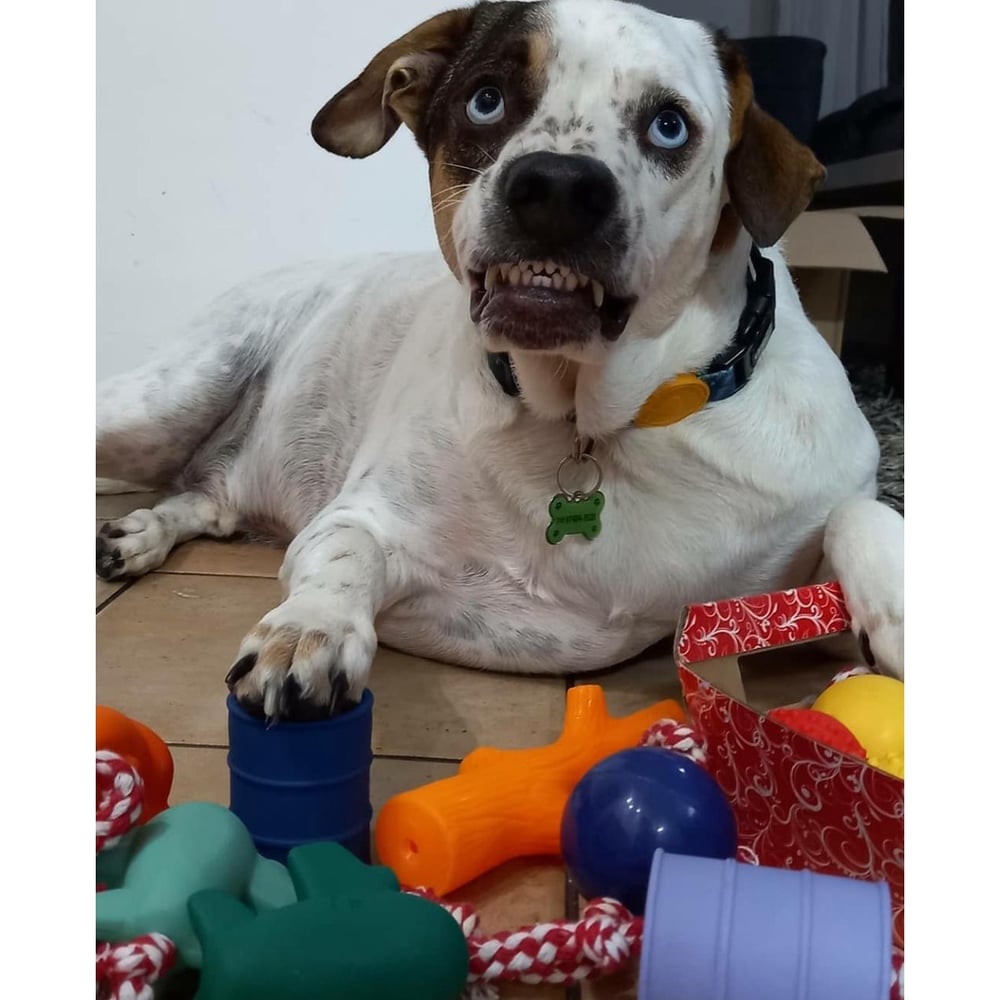 Kit 02 Brinquedos Bolinha com Estampa de Ossinho e Corda 100% Algodão Brinquedo para Pet Cachorro Adestramento