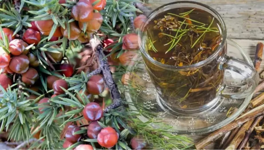 ardıç tohumu, ardıç tohumu faydaları, ardıç tohumu nasıl kullanılır, ardıç tohumu yağı, ardıç tohumu zararları, ardıç tohumu ne işe yarar, ardıç tohumu çayı, ardıç tohumu tüketimi, doğal bitkiler, bağışıklık güçlendirici bitkiler, sindirim sistemi bitkileri