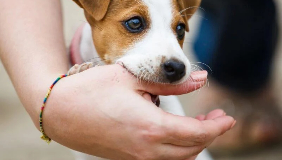 Köpek Isırığına Ne İyi Gelir?