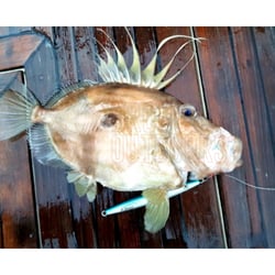 Catch the Joker Longfall Jig 400gm