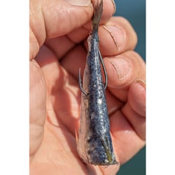 Owner 5115 Octopus Cutting Point Hook 3/0