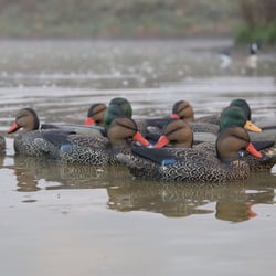 Game on Full Size Mallard Decoy 12-Pack
