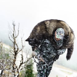 Steiner Predator Binoculars 10x42