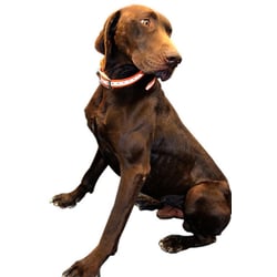 Outdoor Outfitters DuraFlect Hi-Viz Dog Collar Reflector Strip