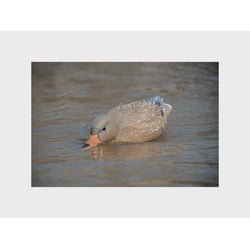 Higdon Pro Swimmer Mallard Hen