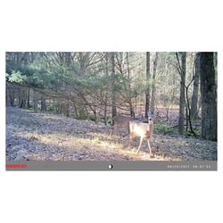Tasco 12MP Low Glo Trail Camera