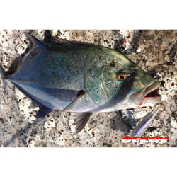 Decoy Pluggin Jack Single Hook