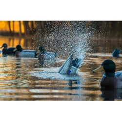 Higdon Pro Pulsator Mallard Drake Decoy