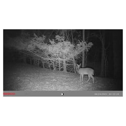 Tasco 12MP Low Glo Trail Camera