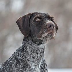 SportDOG NoBark SBC-8 Collar
