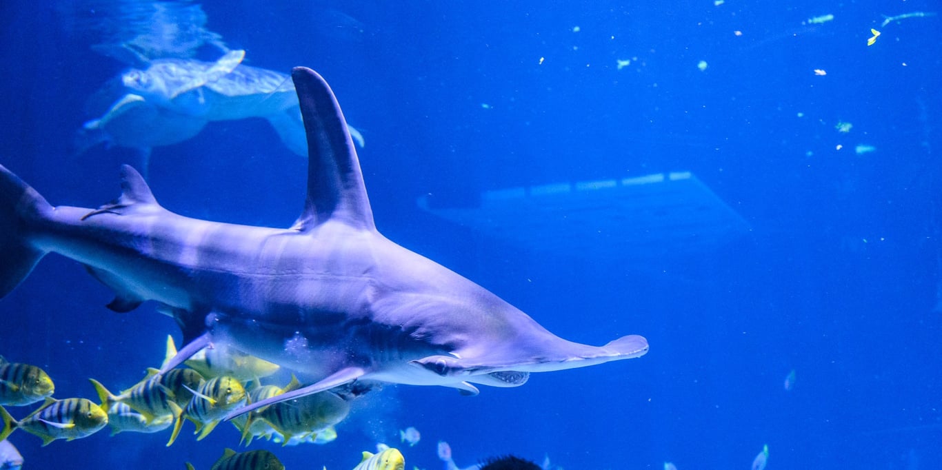 Adventure Aquarium Donation Request