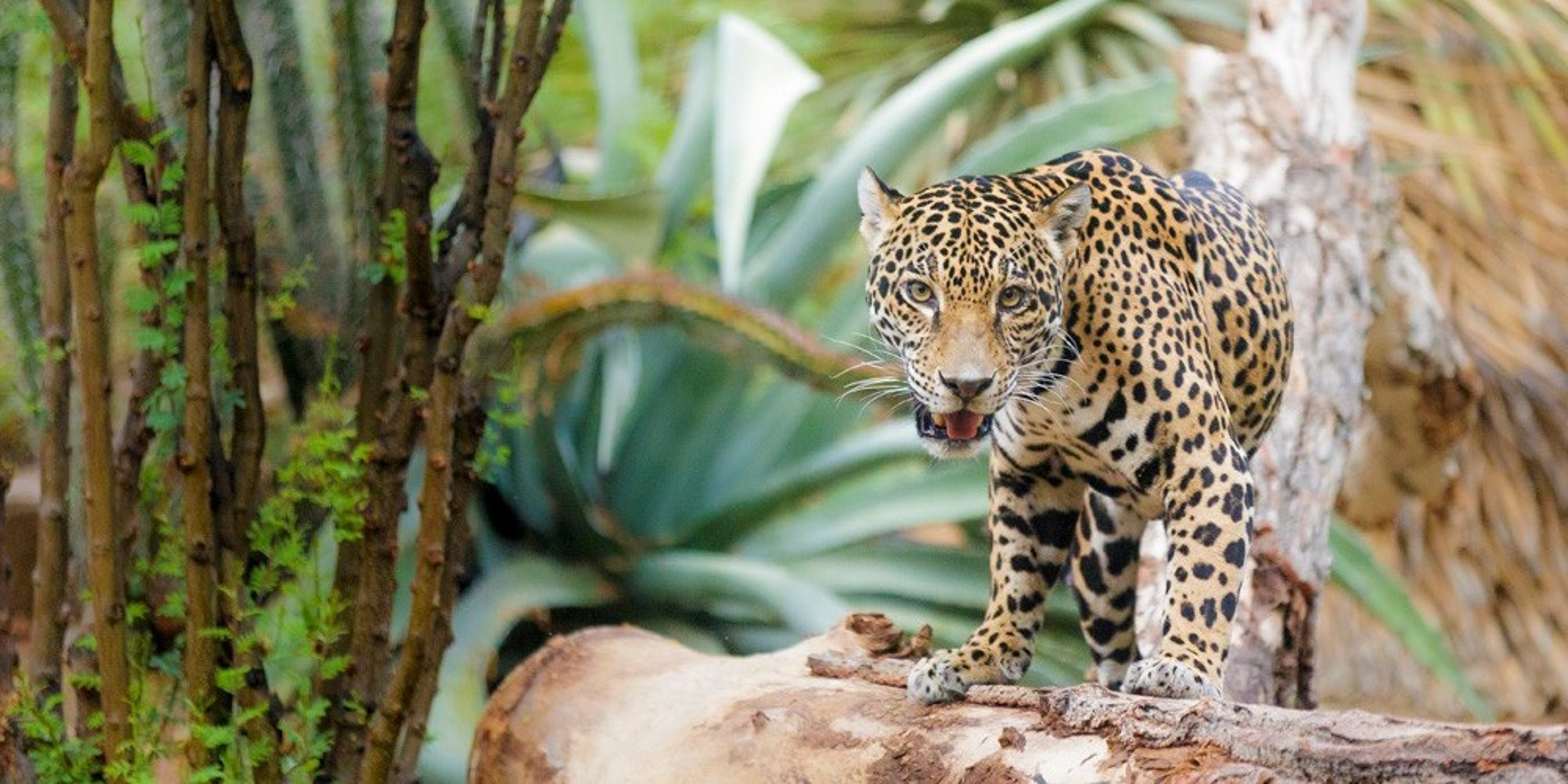 Image for The Living Desert