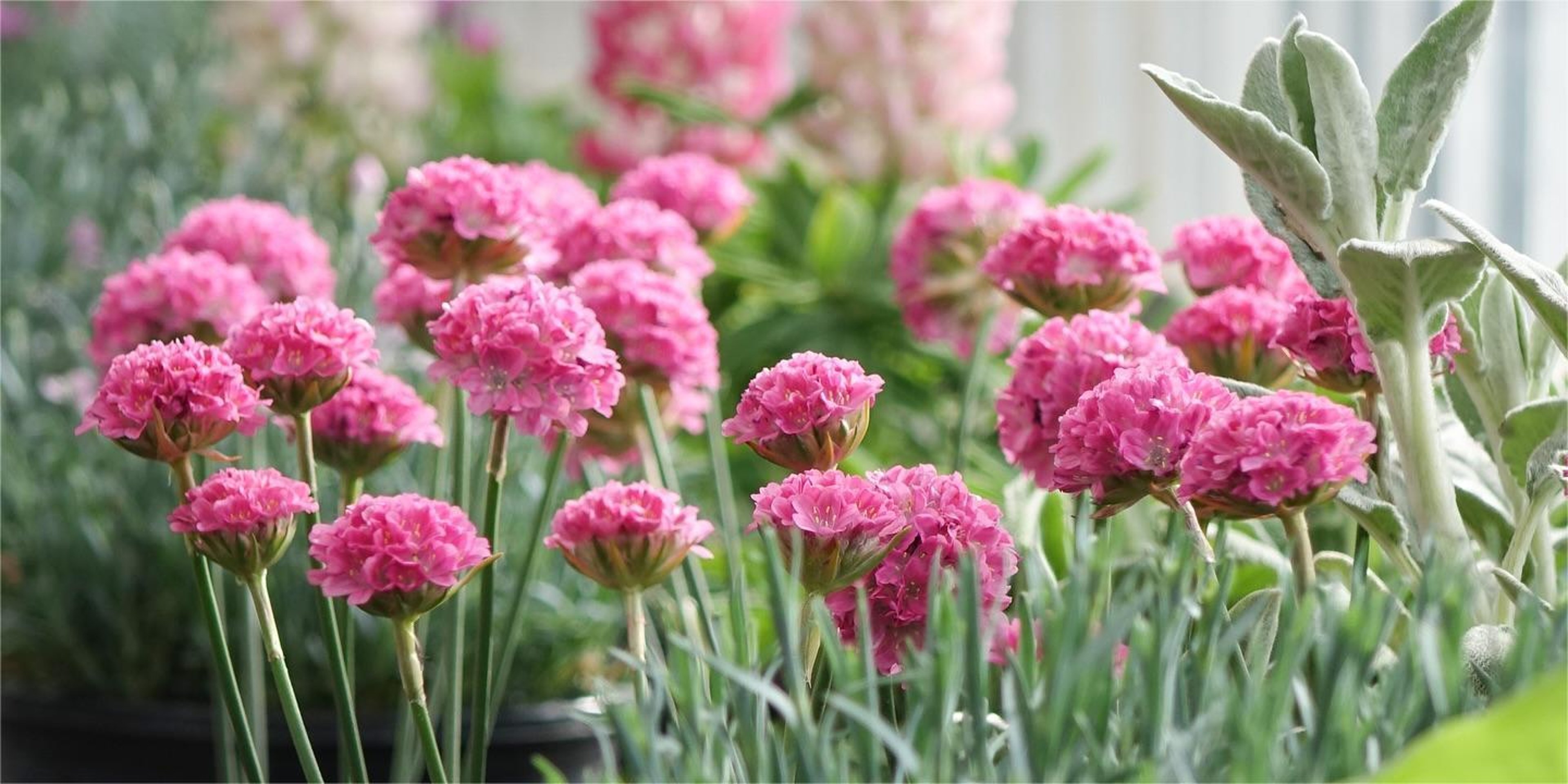 Image for Tagawa Gardens