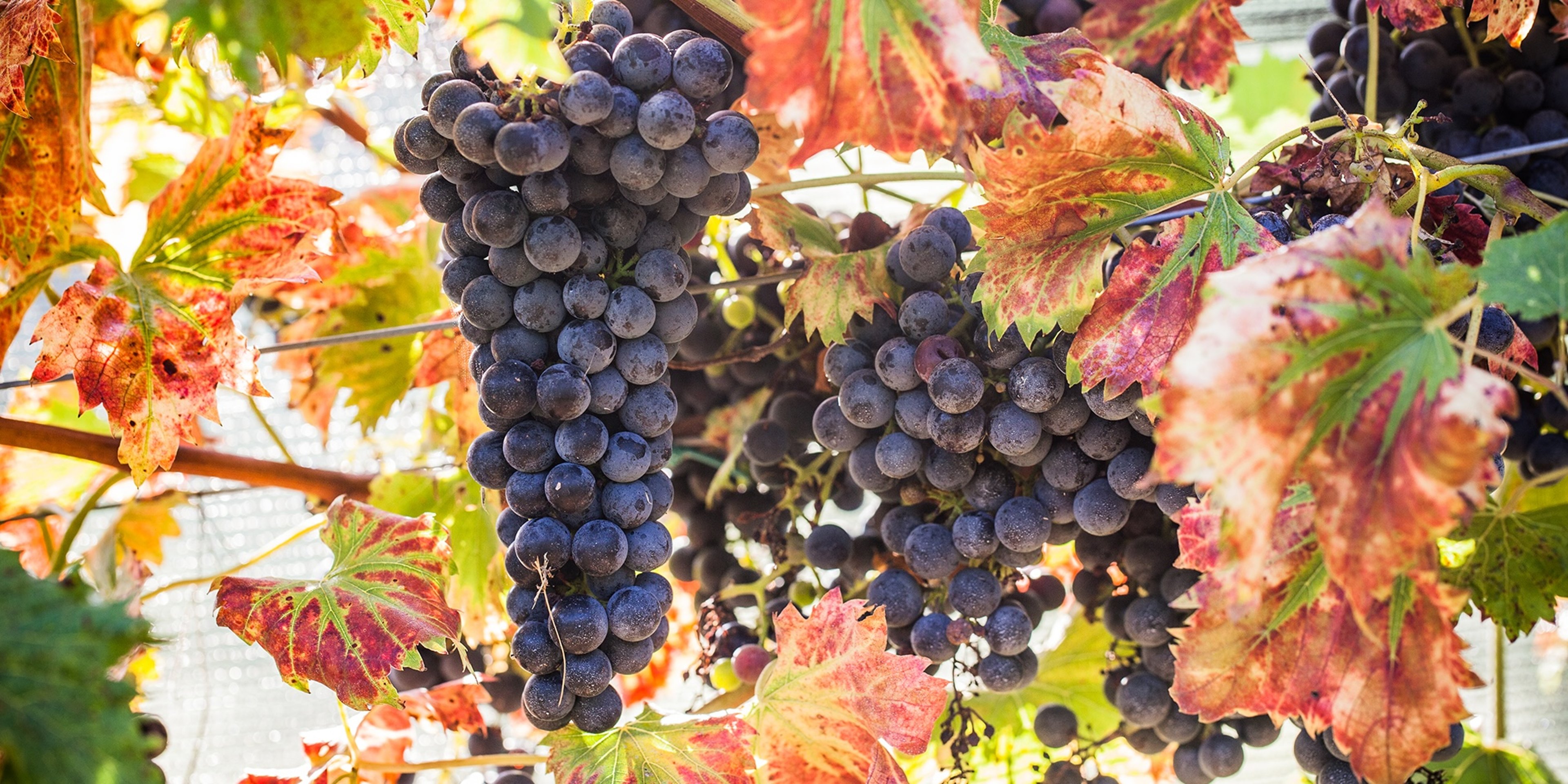 Image for Arrington Vineyards