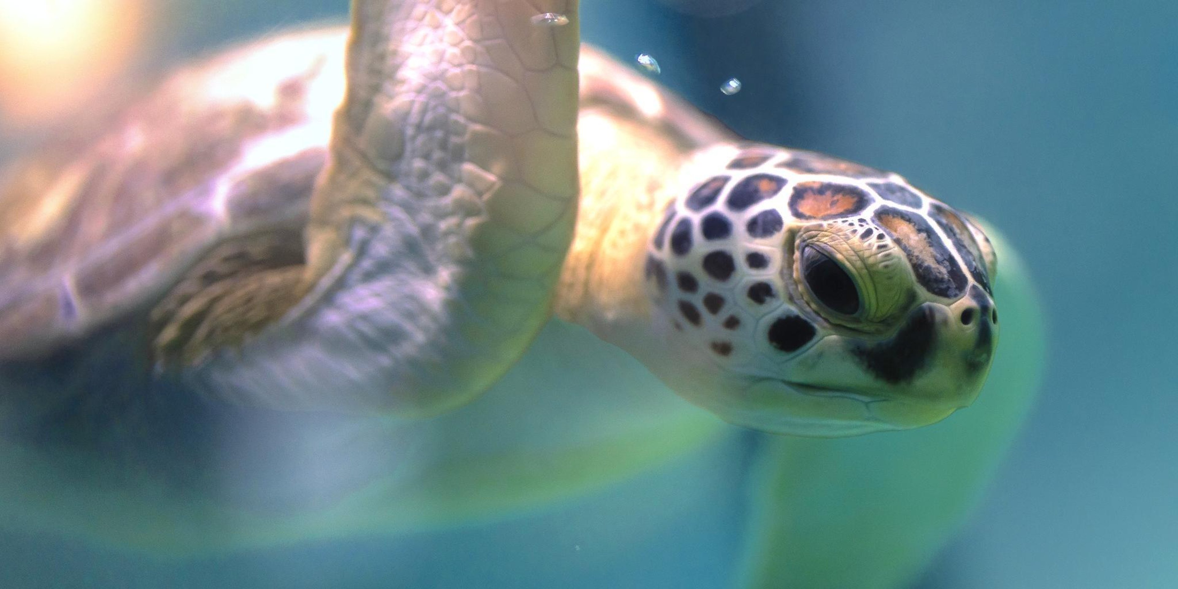 Image for South Carolina Aquarium