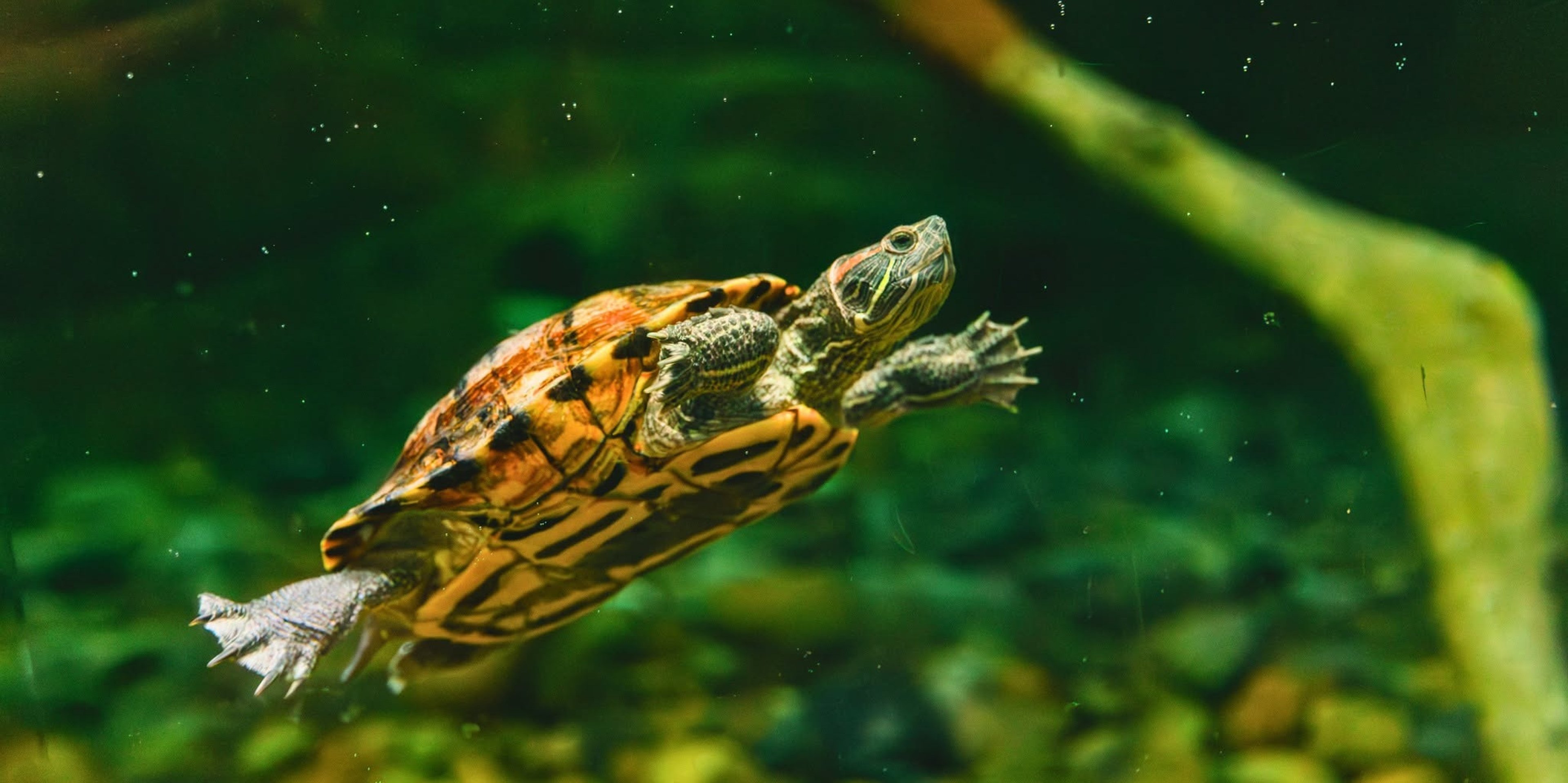 Image for Living Shores Aquarium