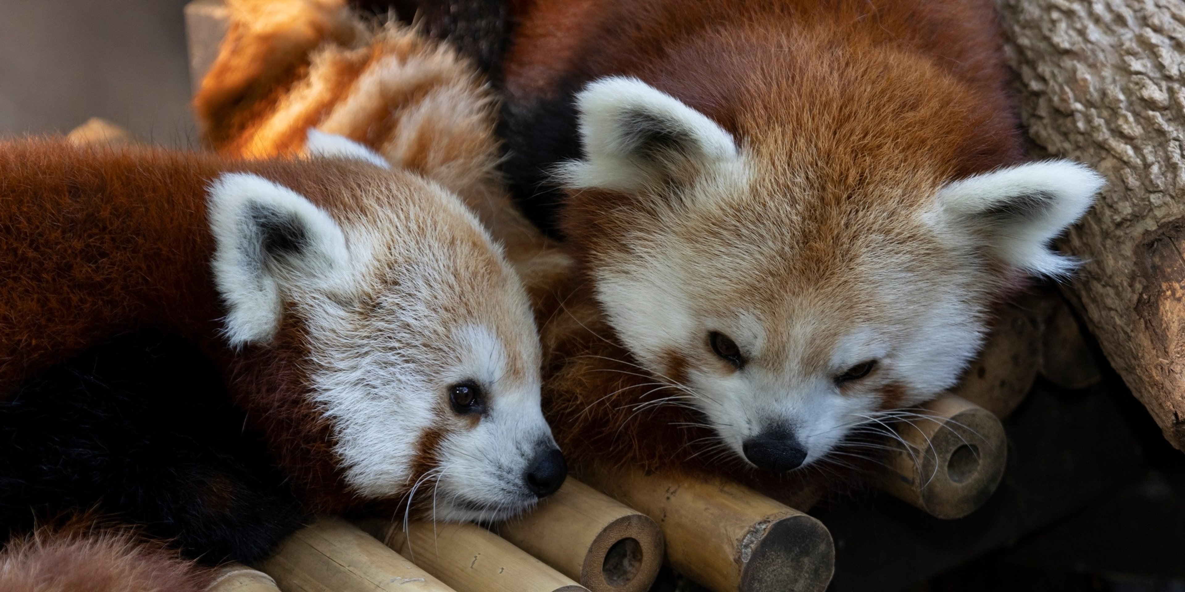 Image for Zoo Atlanta