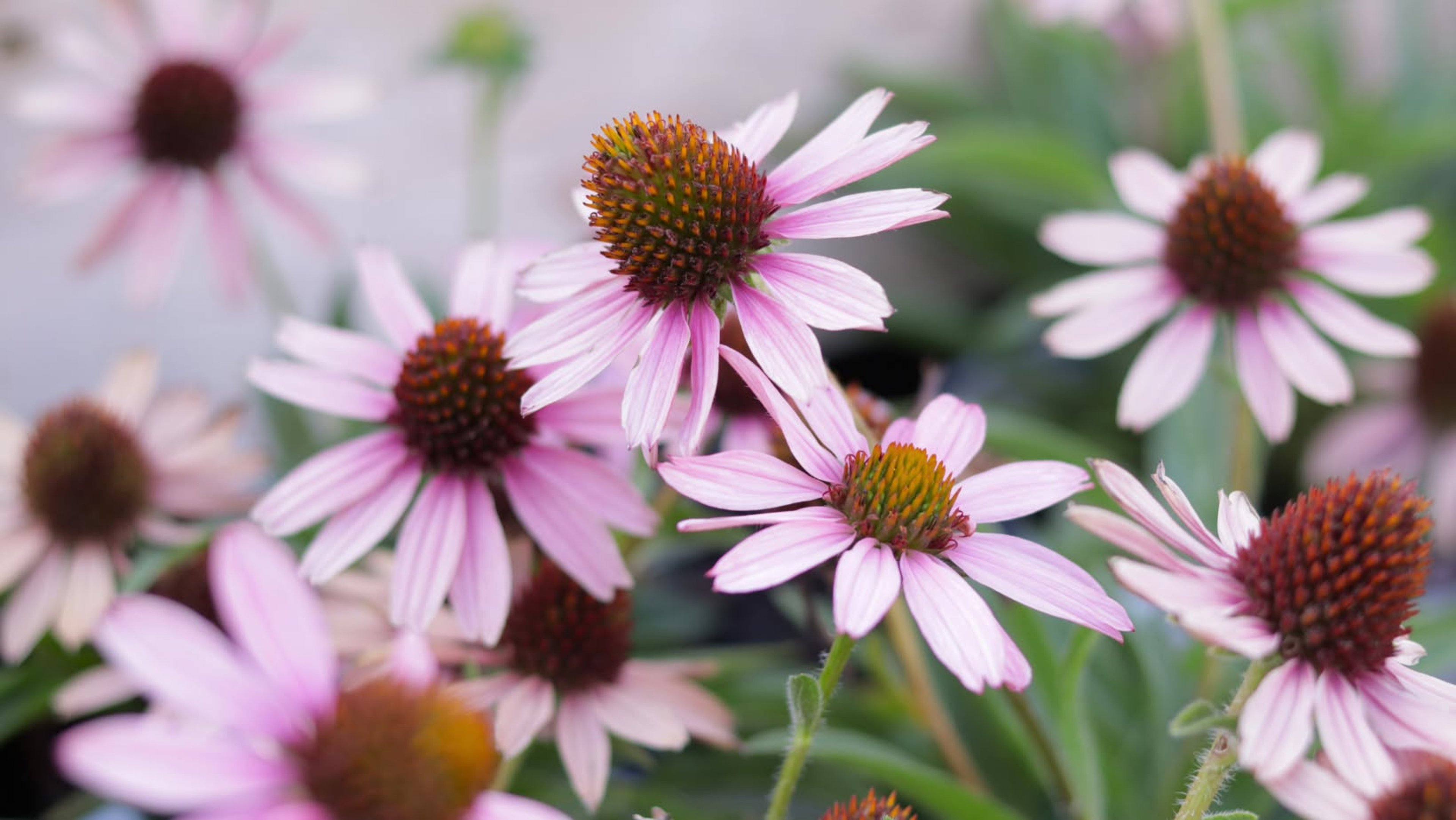 Image for Bachman’s