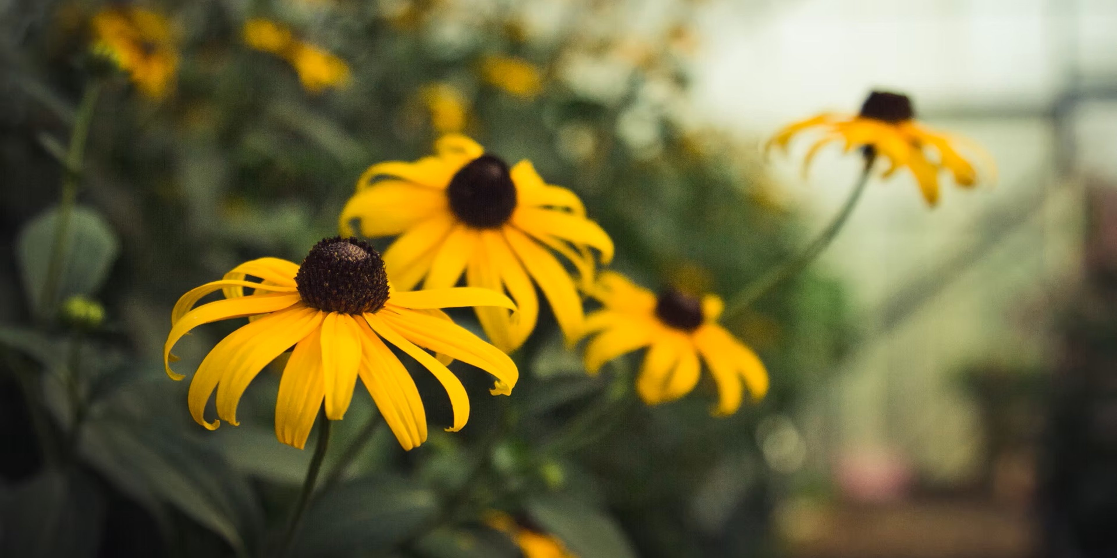 Image for White River Nursery