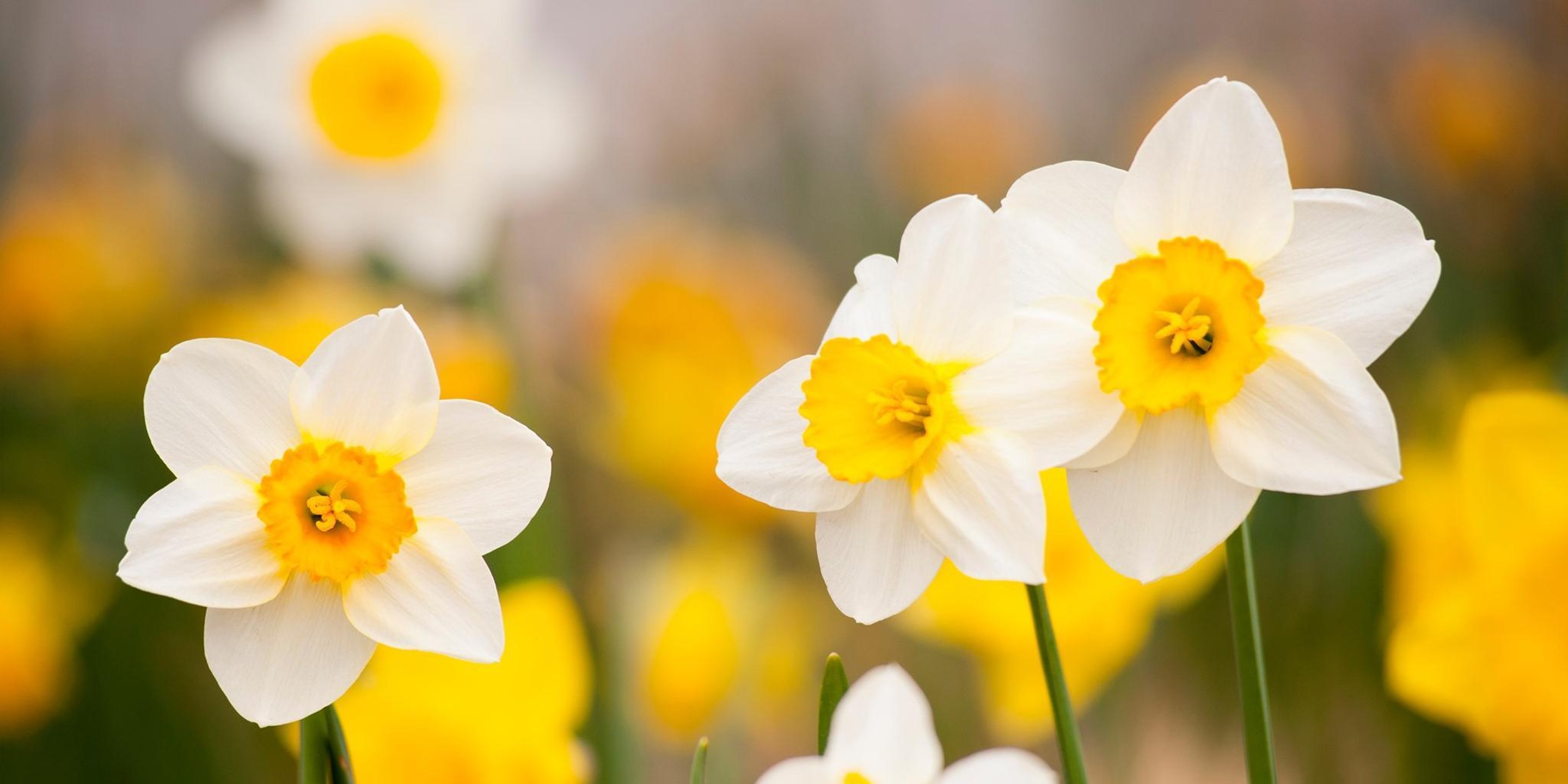 Image for Denver Botanic Gardens