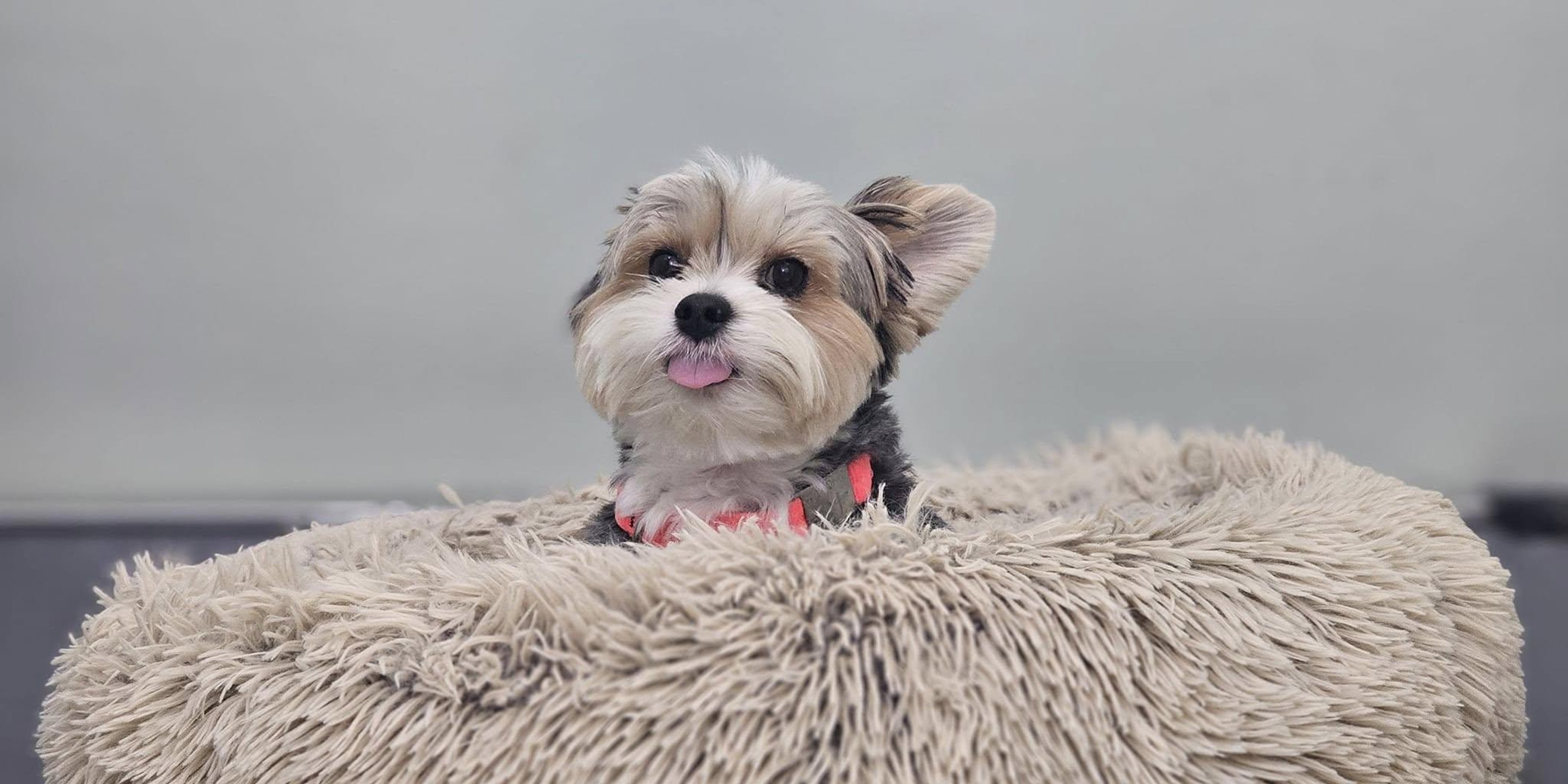 Image for Haven the Dog Spot