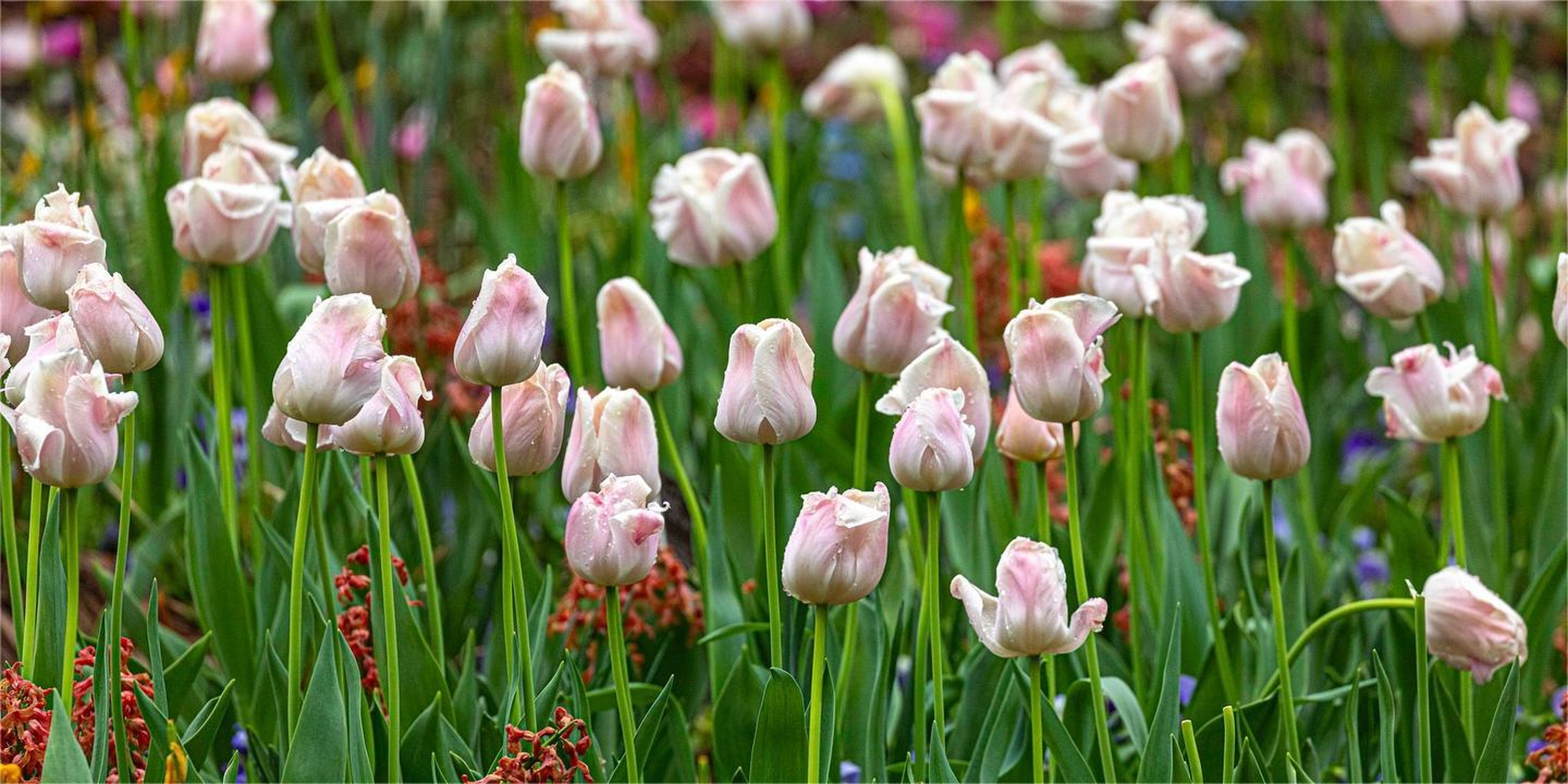 Image for Lewis Ginter Botanical Garden