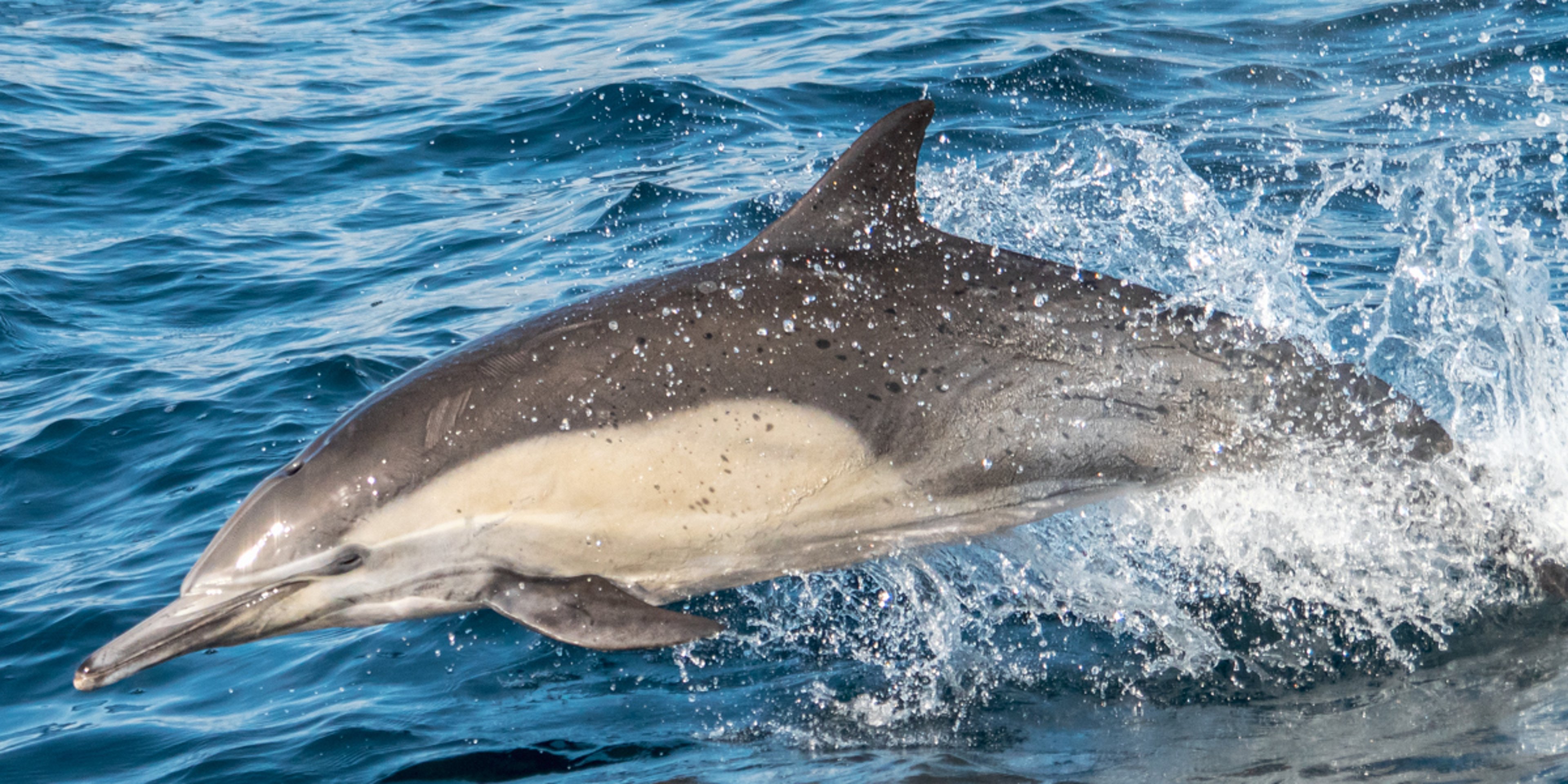 Image for Capt. Dave's Dolphin Safari